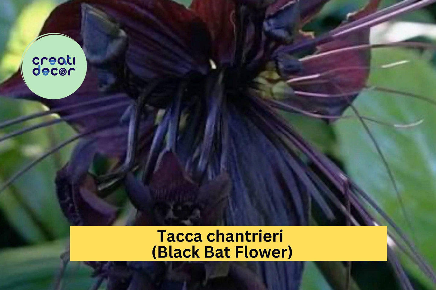 Tacca chantrieri Black Bat Flower | Live Rooted Starter Plant | Exotic Black Lily with Unique Tropical Blooms
