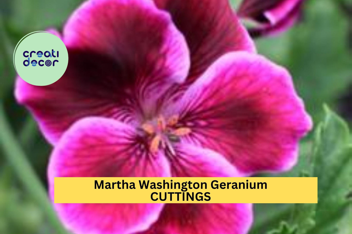 Martha Washington Geranium Cuttings | 6 Fresh Pelargonium Cuttings | Regal Geranium Starter Plants for Containers or Borders