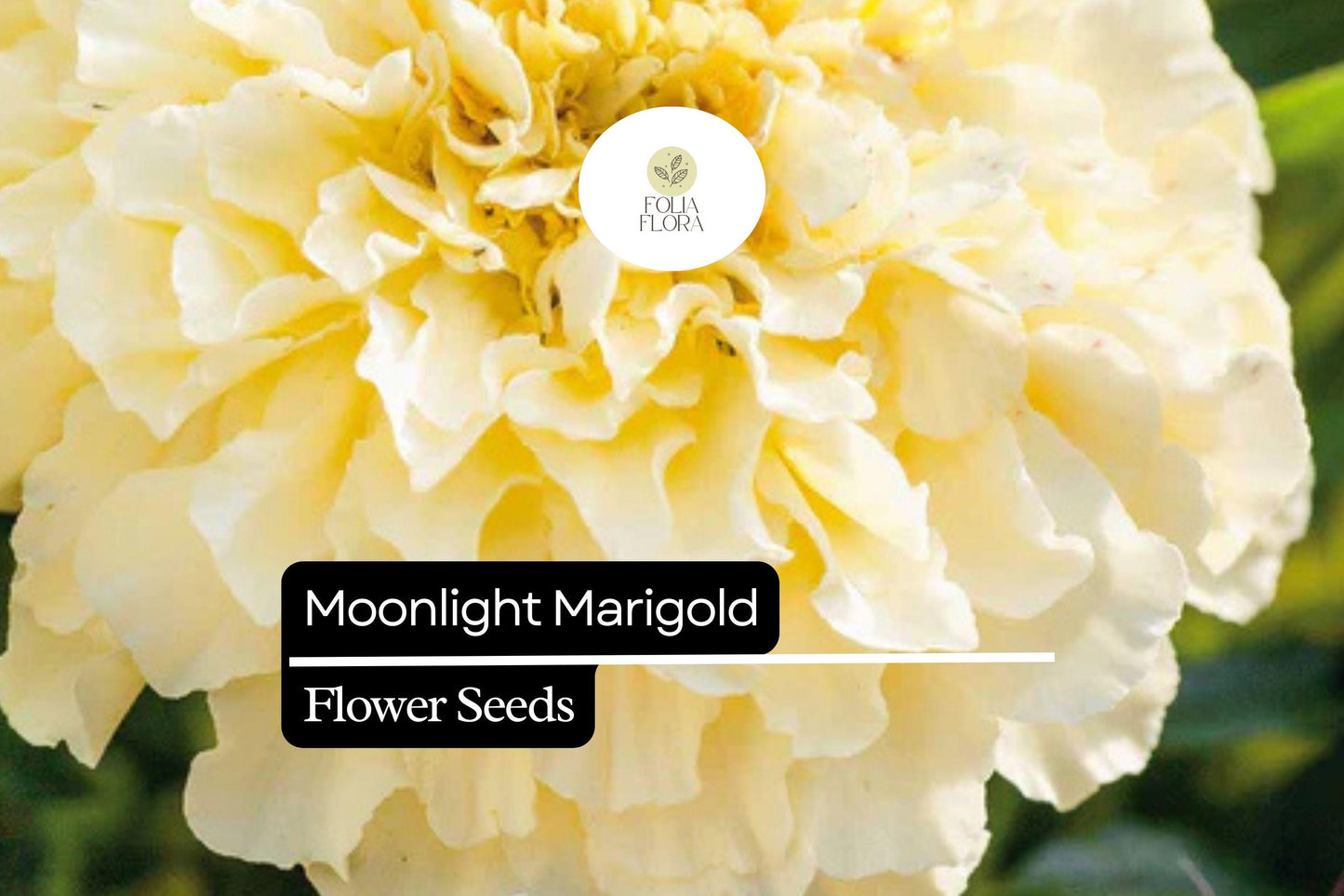 Moonlight Marigold - Tagetes Erecta - Pale Yellow Blooms - Elegant Marigold Variety for Pollinator-Friendly Gardens