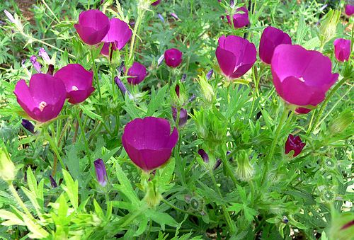 Callirhoe Involucrata Seeds (15) Purple Poppy Mallow β Native Wildflower, Low-Maintenance, Drought-Tolerant Garden Plant