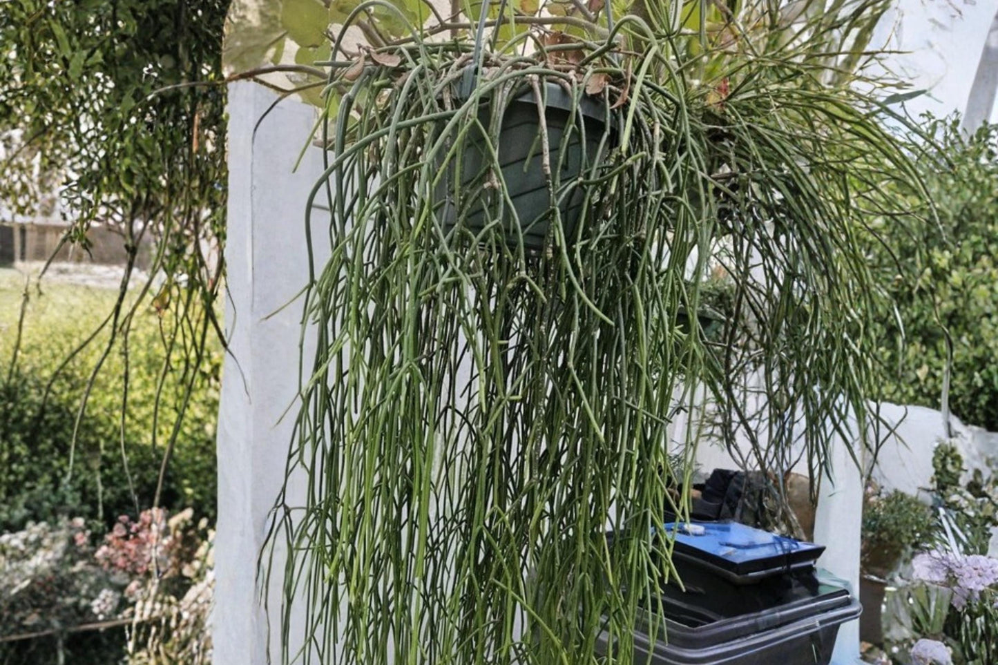 Rhipsalis baccifera ssp. baccifera 5 Cuttings 5" Epiphytic Cactus White Blooms