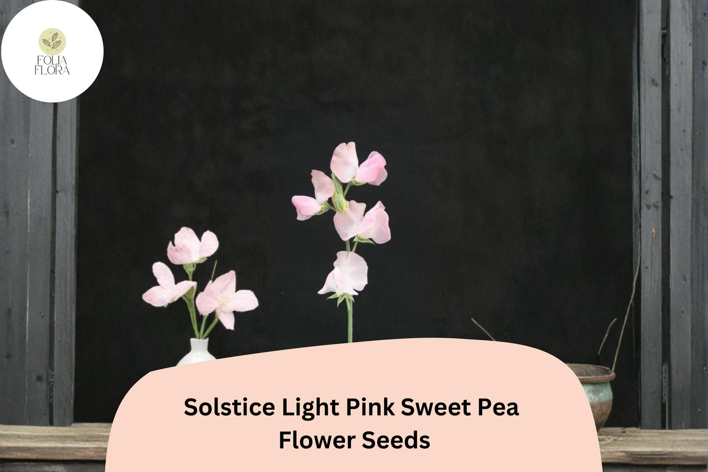 Solstice Light Pink Sweet Pea Seeds | Lathyrus odoratus Climbing Vine (50+ Seeds) for Garden Planting
