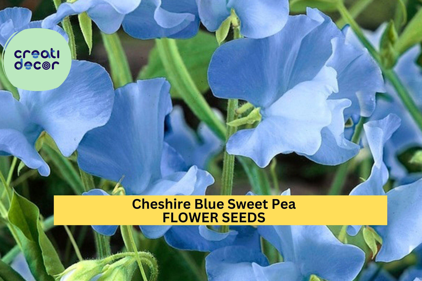 50+ Cheshire Blue Sweet Pea Seeds – Cool Blue Fragrant Blooms for Garden Planting, Climbing Vines for Trellises & Bouquets – USA