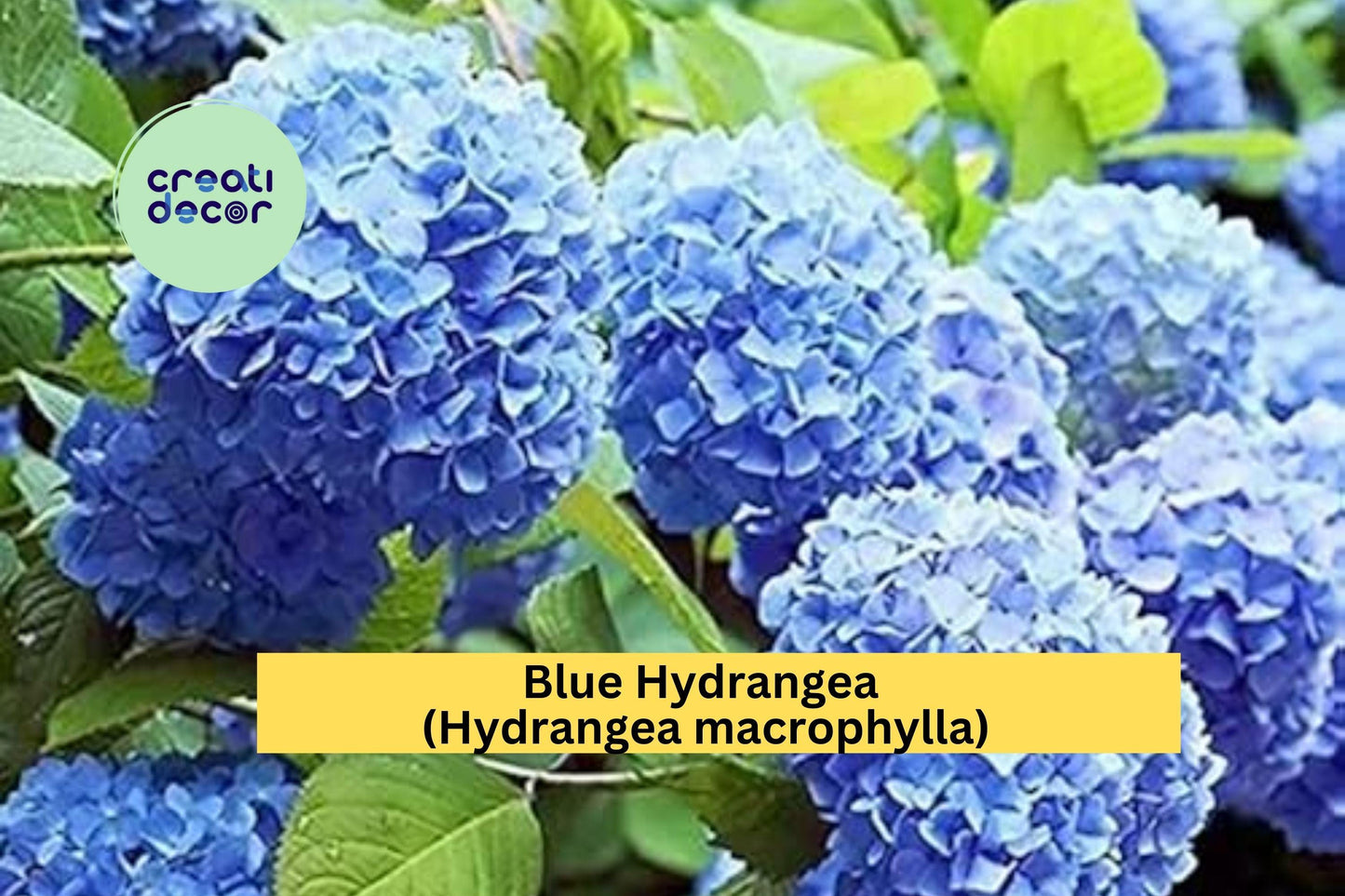 Blue Hydrangea Live Plant | 3–8 Inch Fully Rooted Starter Cutting | Hydrangea macrophylla Perennial Shrub for Garden & Landscape