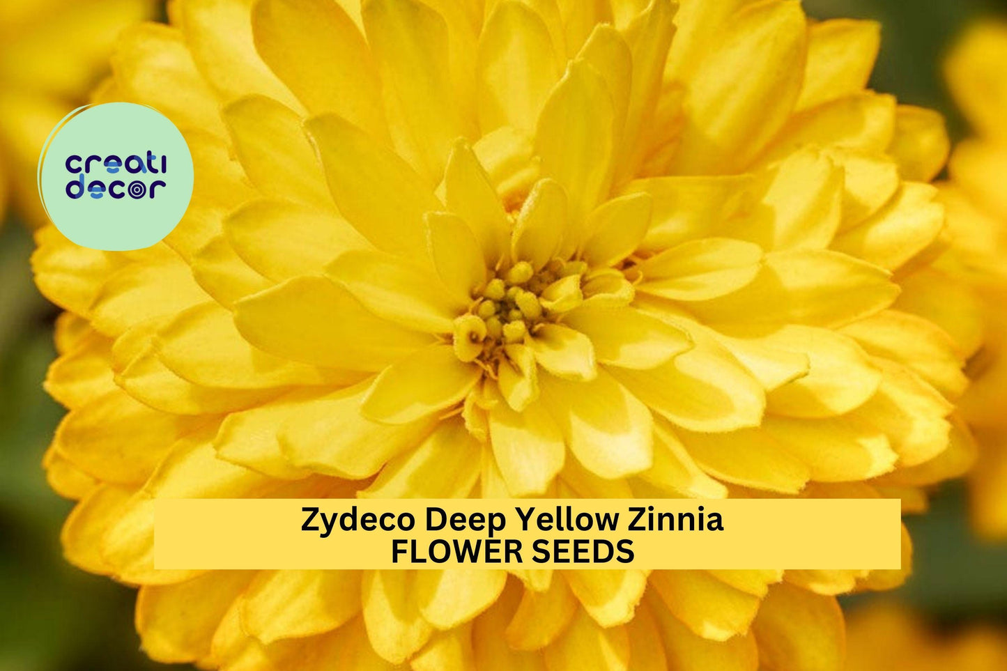 100+ Zydeco Deep Yellow Zinnia Seeds – Bold Yellow Double Blooms for Garden Planting, Compact Plants for Beds & Bouquets – USA