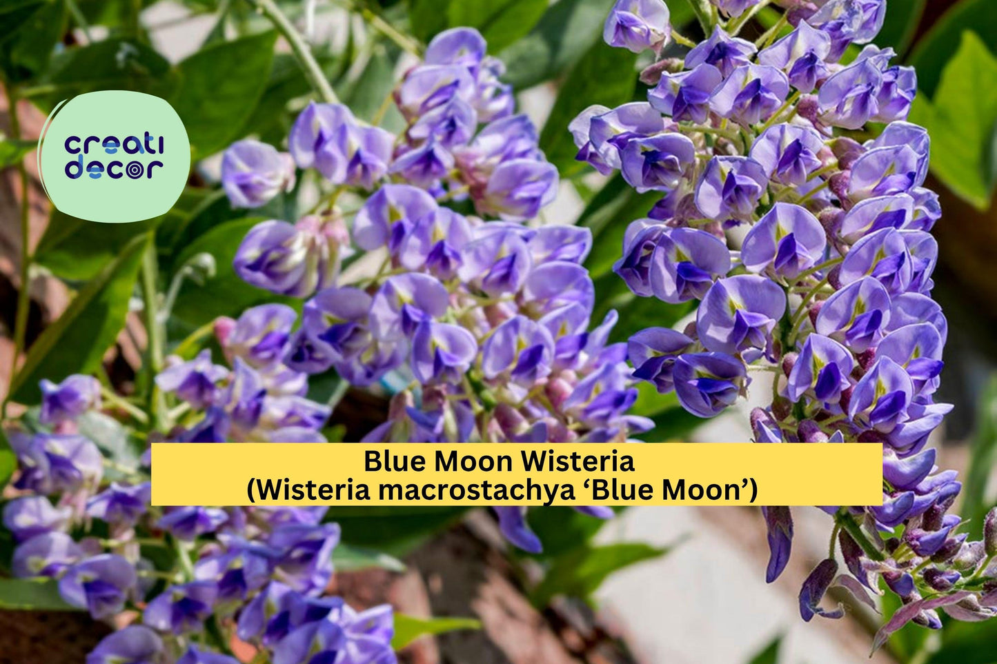 Blue Moon Wisteria | Wisteria macrostachya | Live 10–12 Inch Hardy Perennial Vine