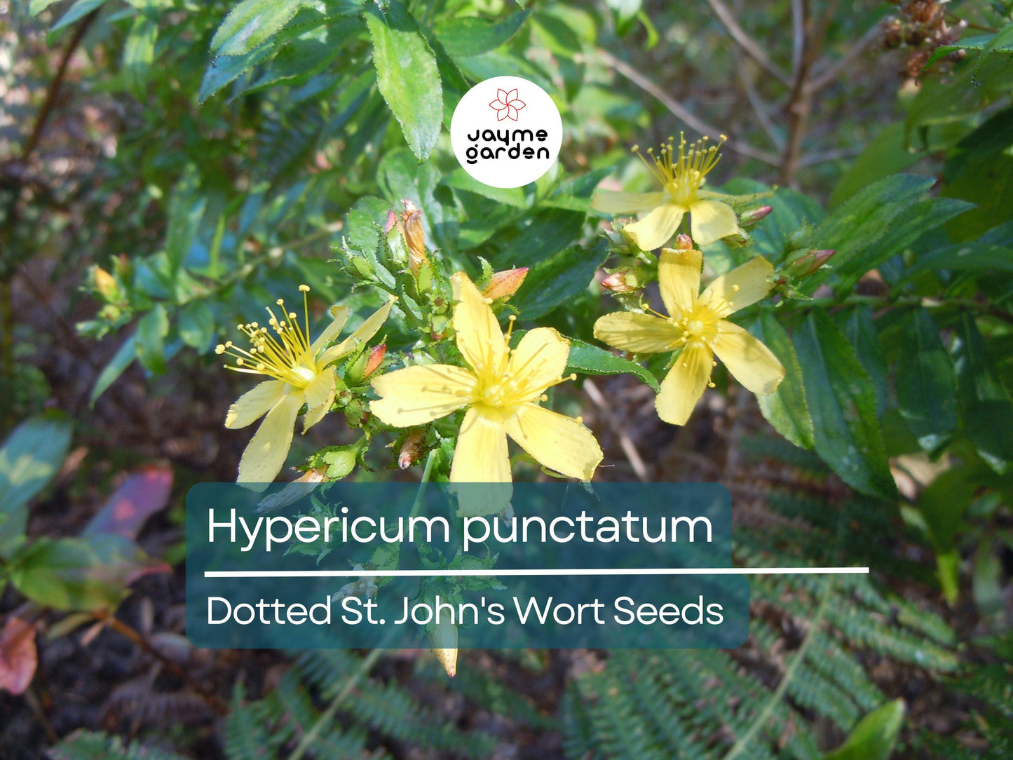 500 Seeds Hypericum Punctatum | Dotted St. John's Wort for Planting | Native Perennial Wildflower | Yellow Pollinator Plant | Medicinal Herb