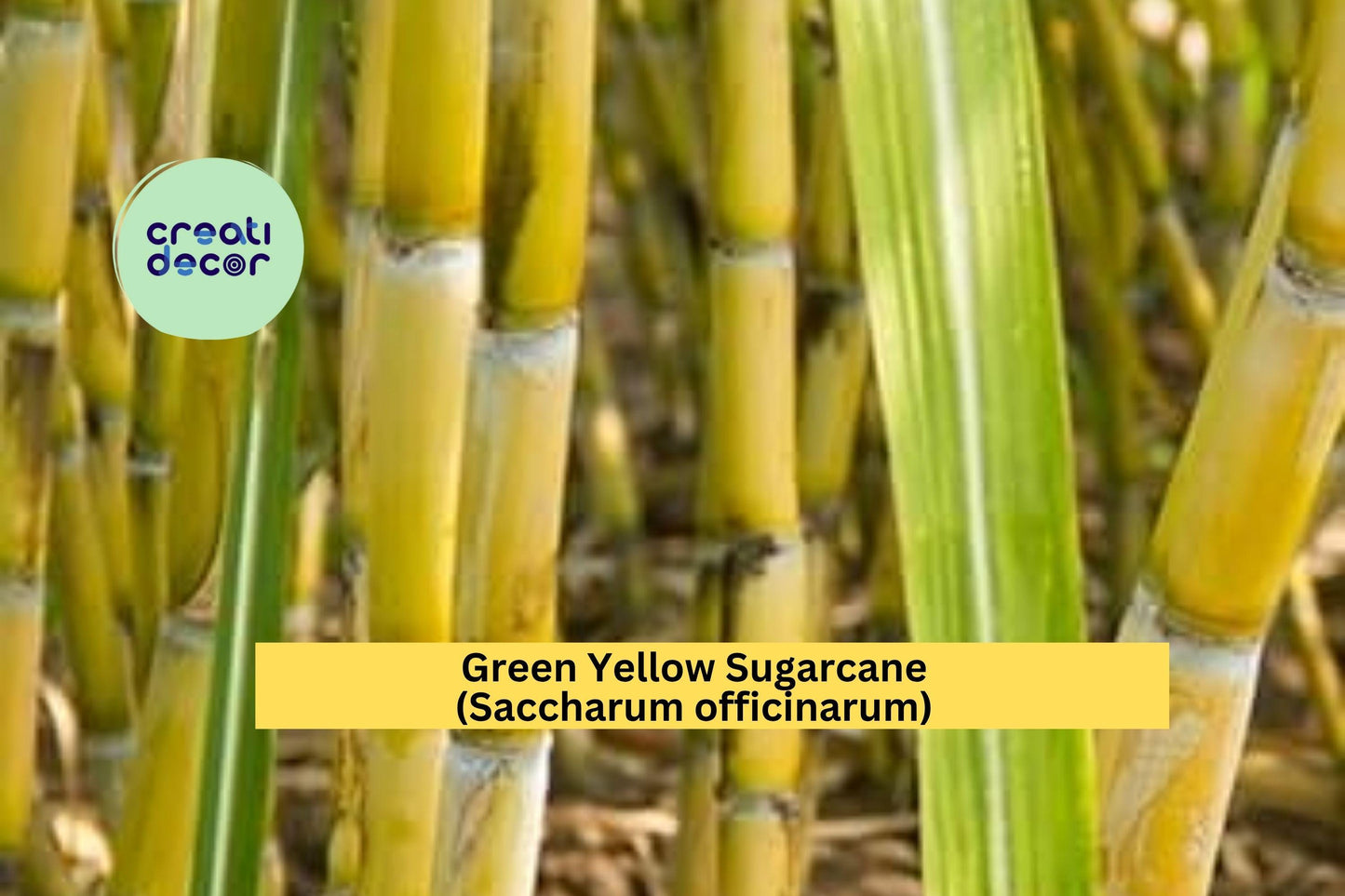 Green Yellow Sugarcane Plant | 1 Live Rooted Sugar Cane Starter | Saccharum officinarum for Juicing or Garden Growing