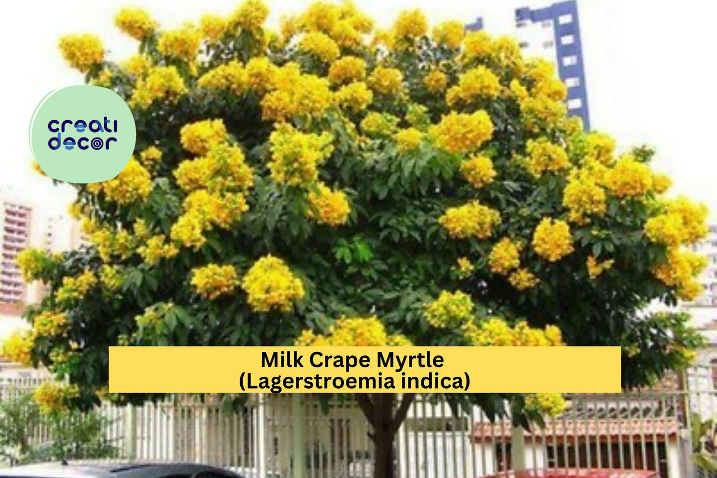 Milk Crape Myrtle Cuttings – Lagerstroemia indica – 7 Unrooted Fast-Growing Starter Cuttings for Summer Garden Blooms
