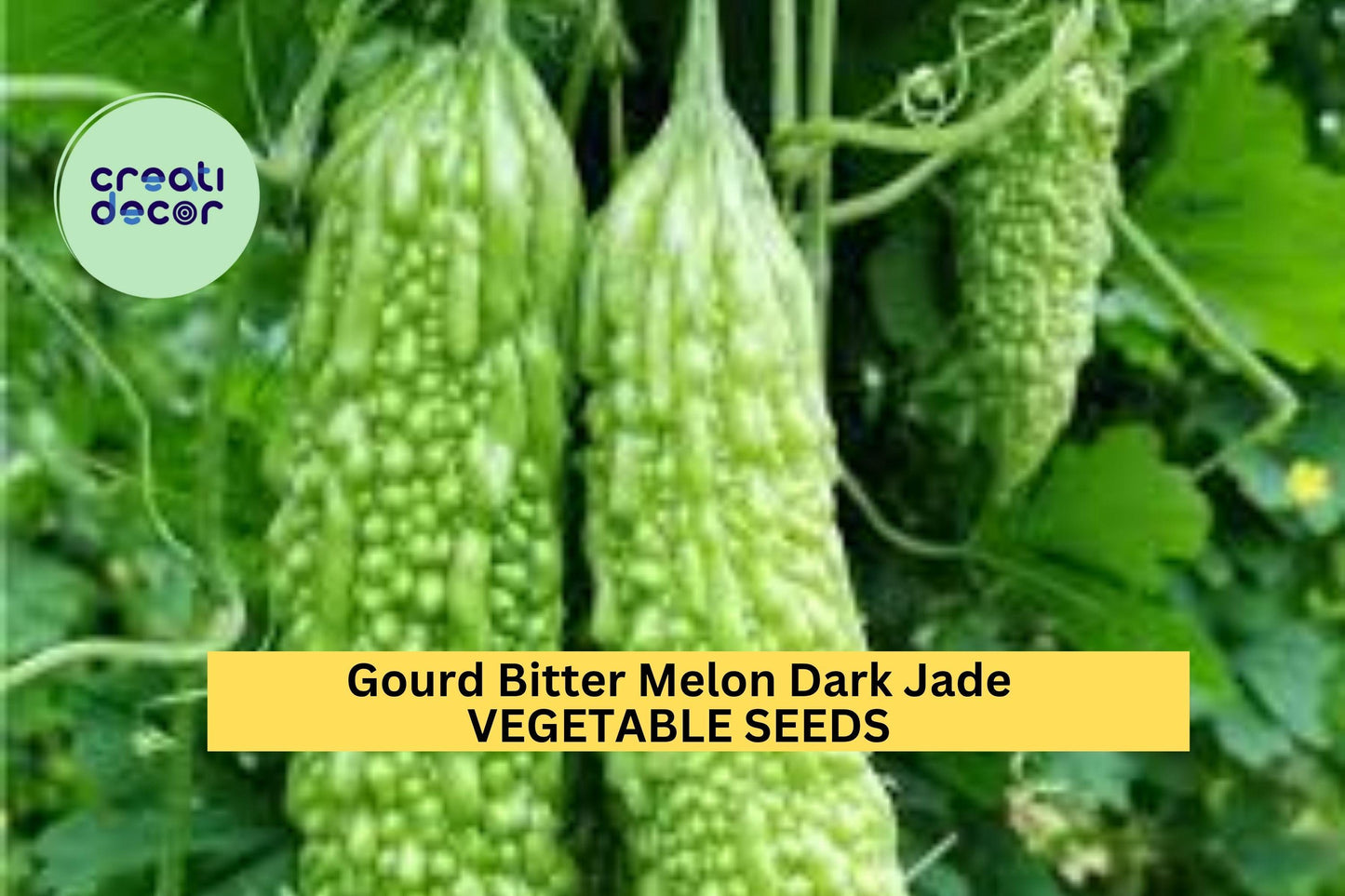 3pcs of 5 Seeds Bitter Melon Dark Jade Hybrid – High-Yield Gourd Variety for Summer Vegetable Gardens & Trellis Growing Seeds for Planting