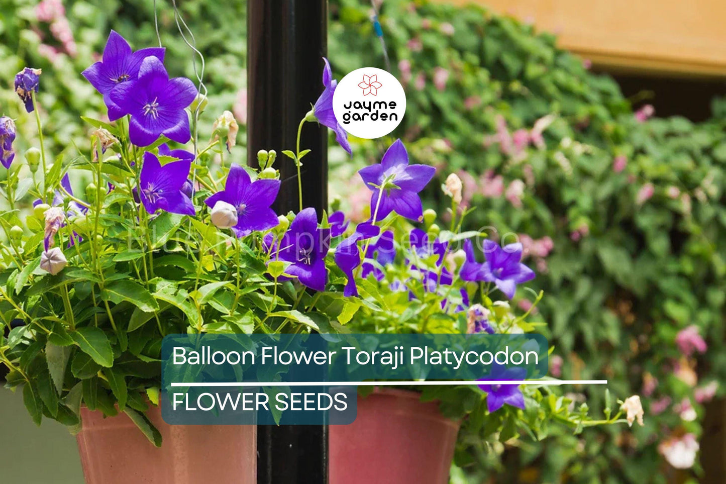 1,000 Balloon Flower Seeds (Platycodon grandiflorus) ā Toraji, Chinese Bellflower, Non-GMO, Perennial, Easy to Grow, Free Shipping!