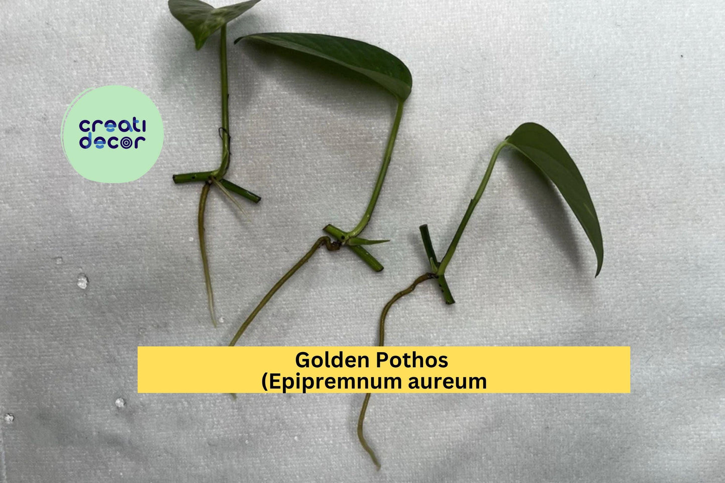 Golden Pothos Plant | Epipremnum aureum 4 Rooted Cuttings | Easy Care Trailing Indoor Houseplant for Pots, Hanging Baskets, or Windowsills