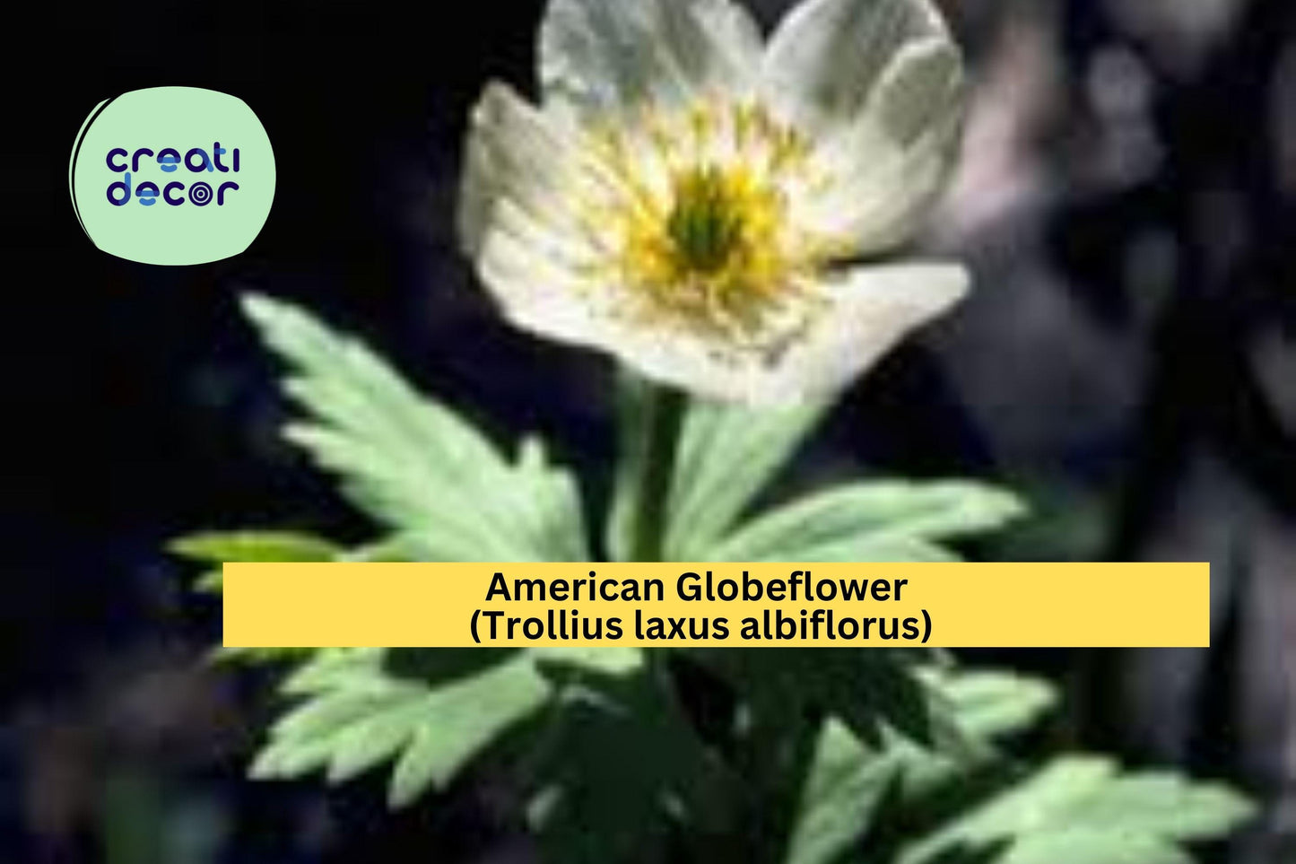 American Globeflower Seeds (Trollius laxus albiflorus) – 50 Native Perennial Seeds | White Wildflower | Moist Soil | Shade Tolerant
