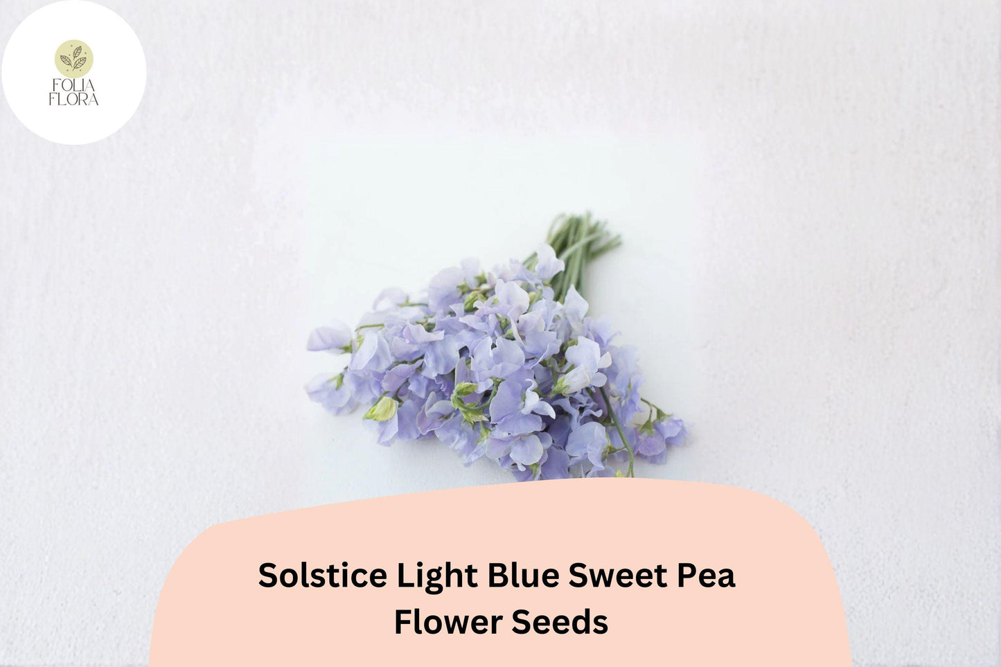 Solstice Light Blue Sweet Pea Seeds | Lathyrus odoratus Climbing Vine (50+ Seeds) for Garden Planting