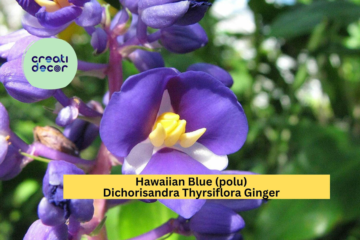 Hawaiian Blue Ginger Plant – Dichorisandra thyrsiflora Roots 1 Pack, Live Bare Root Starter for Tropical Garden, Exotic Blue Blooms