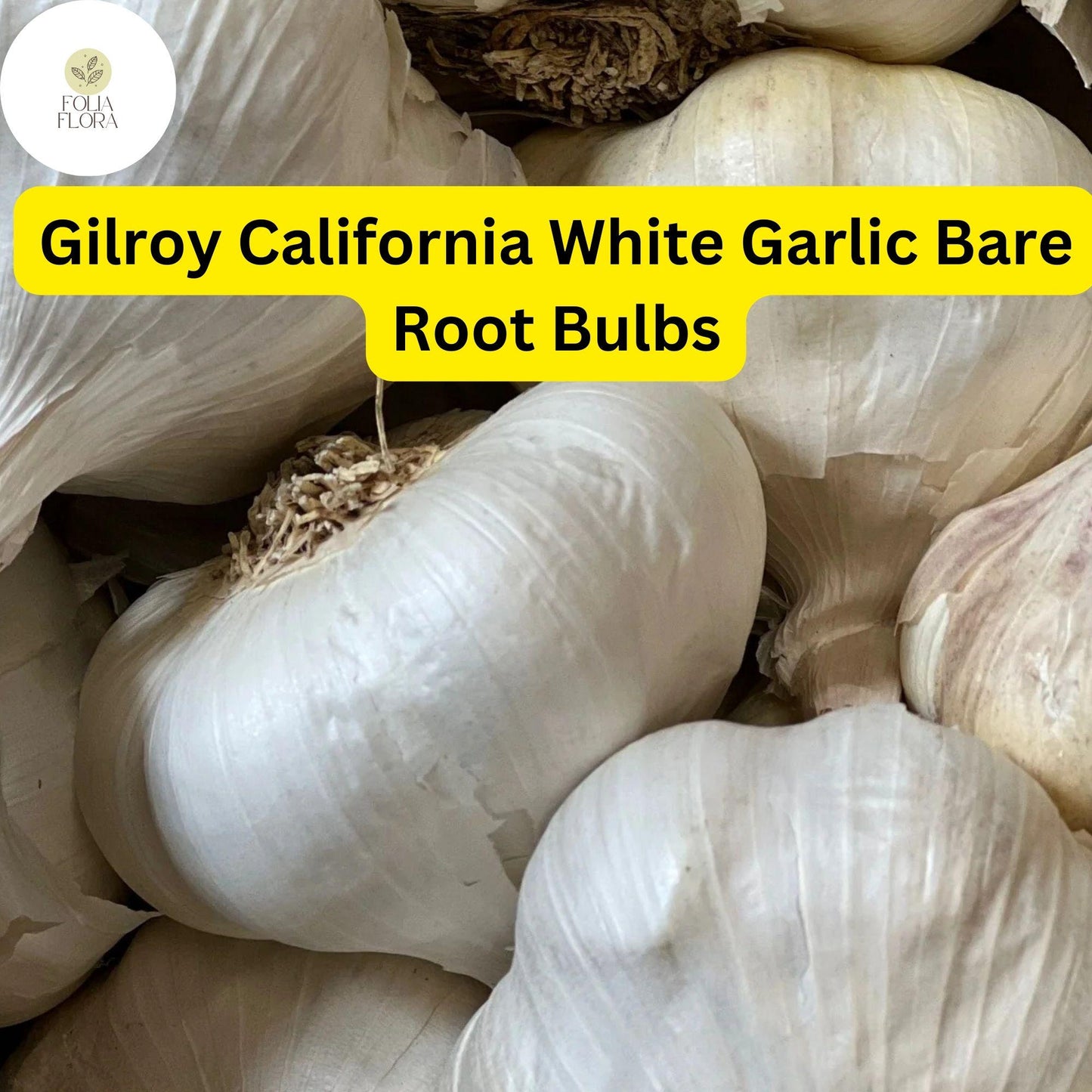Allium Sativum Gilroy California White Garlic | 5 Bare Root Bulbs | Heirloom, Hardneck, Culinary, High-Yield, Aromatic