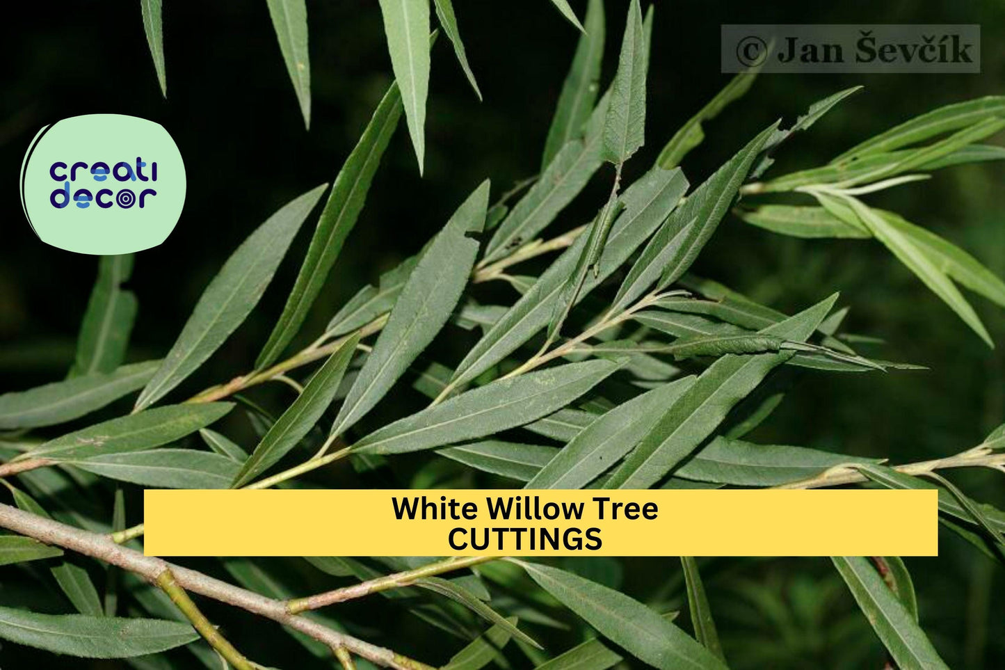 White Willow Tree Cuttings | 5+ Salix Alba Unrooted Stems | Cold Hardy Ornamental Shade Tree | Fast-Growing Starter