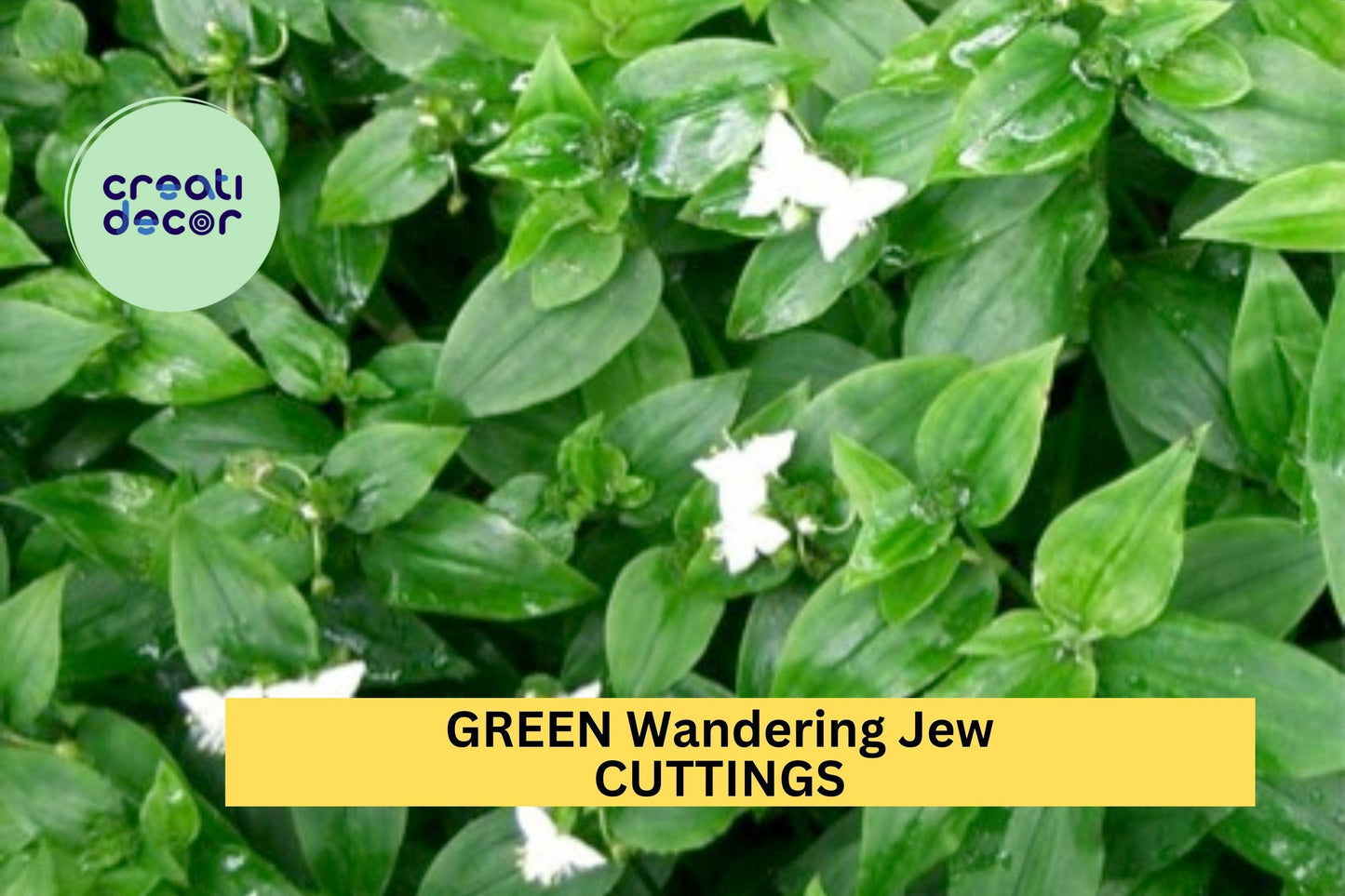 12 Green Wandering Jew Cuttings | Tradescantia Fluminensis Starter Plants | Easy Trailing Indoor Vine | Cold Sensitive Plant