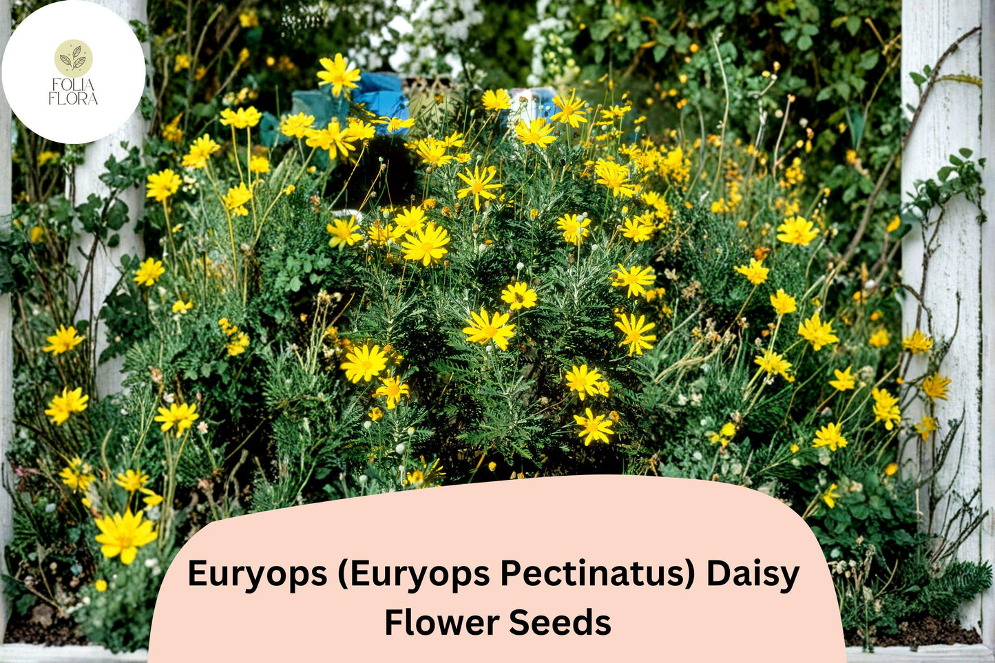 200+ Euryops Daisy Seeds | Euryops pectinatus | Yellow Blooms | Drought-Tolerant Perennial Flower