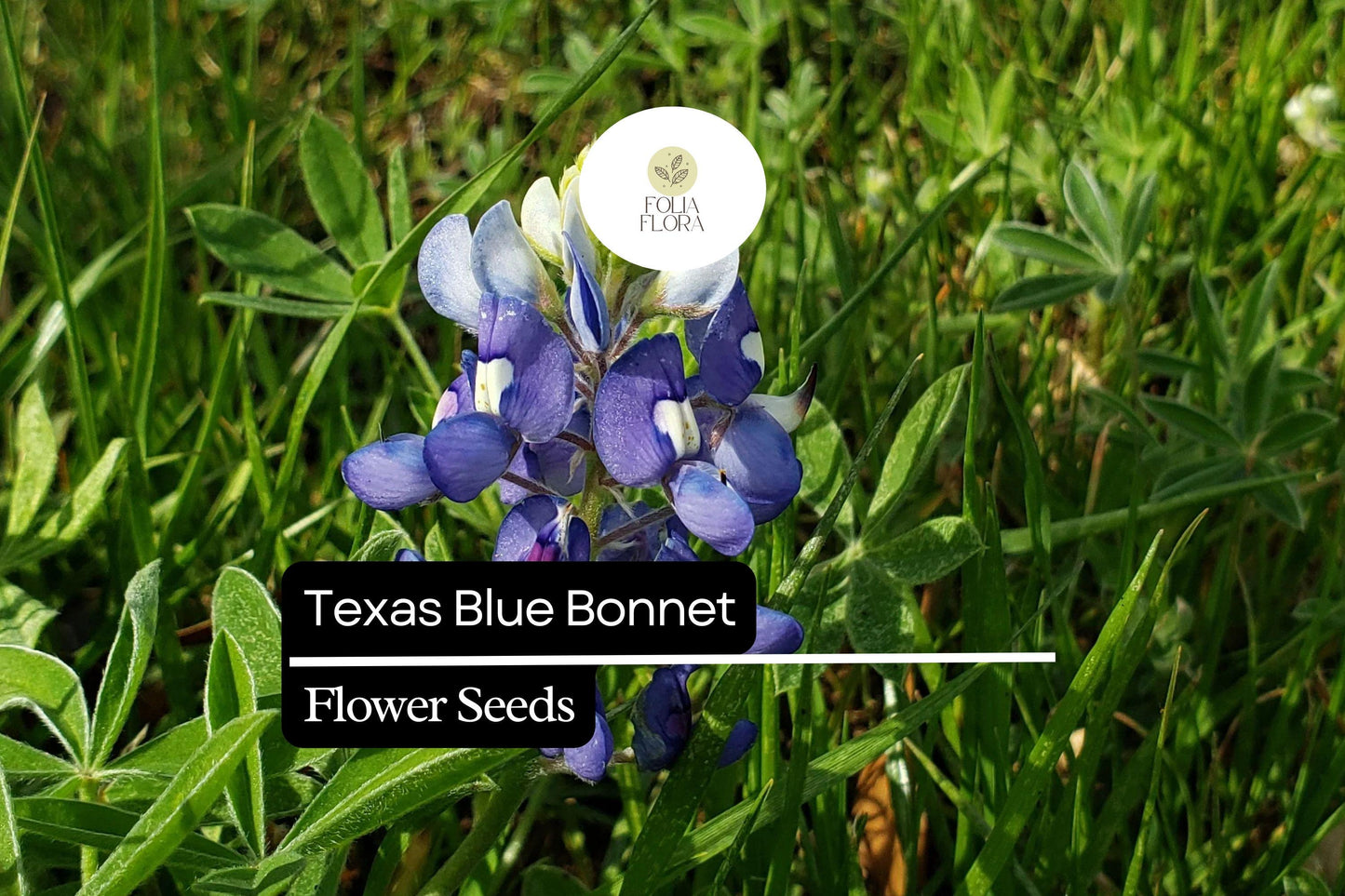 25+ Texas Bluebonnet Lupine Seeds | Lupinus texensis | Iconic Blue Wildflower Seeds for Garden Planting