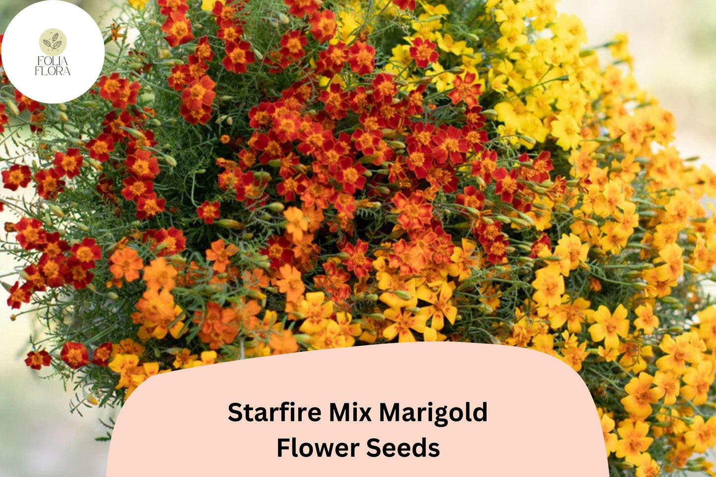 25+ Starfire Mix Marigold Seeds | Vibrant Single-Flower Tagetes for Borders, Pots & Garden Planting