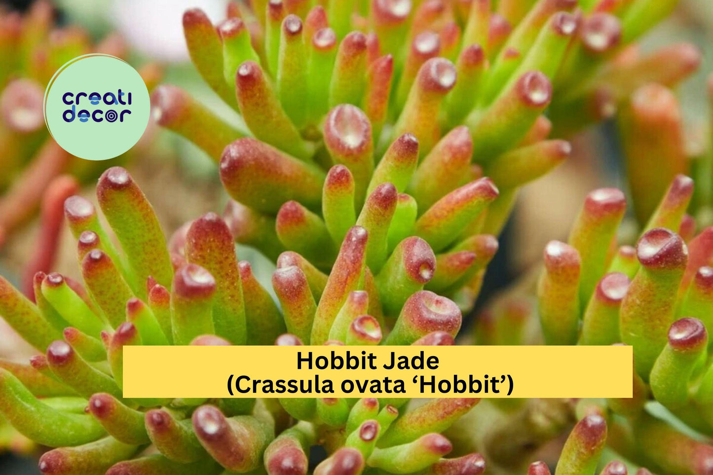 Hobbit Jade Succulent Cutting 4" – Crassula ovata ‘Hobbit’ – Unrooted Finger Jade Gollum Type for Easy Propagation