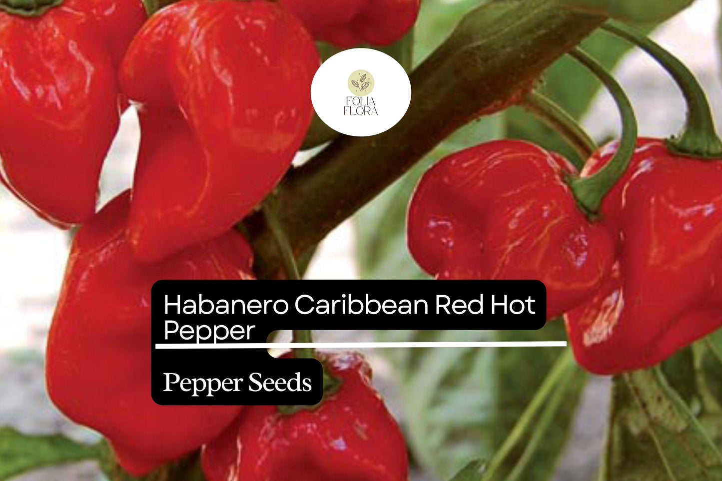 25 Caribbean Red Habanero Pepper Seeds – Capsicum chinense – Extra Hot & Fruity, High-Yielding