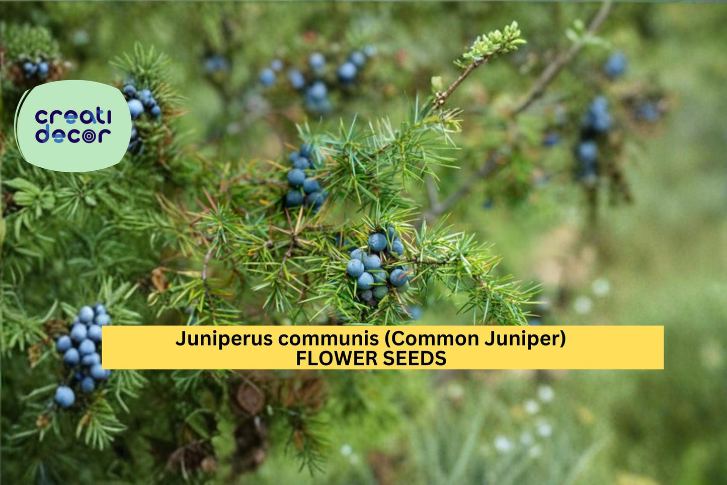 Juniperus communis Seeds Common Juniper 25 Count Evergreen Conifer Shrub Seeds Hardy Landscape Garden Plant