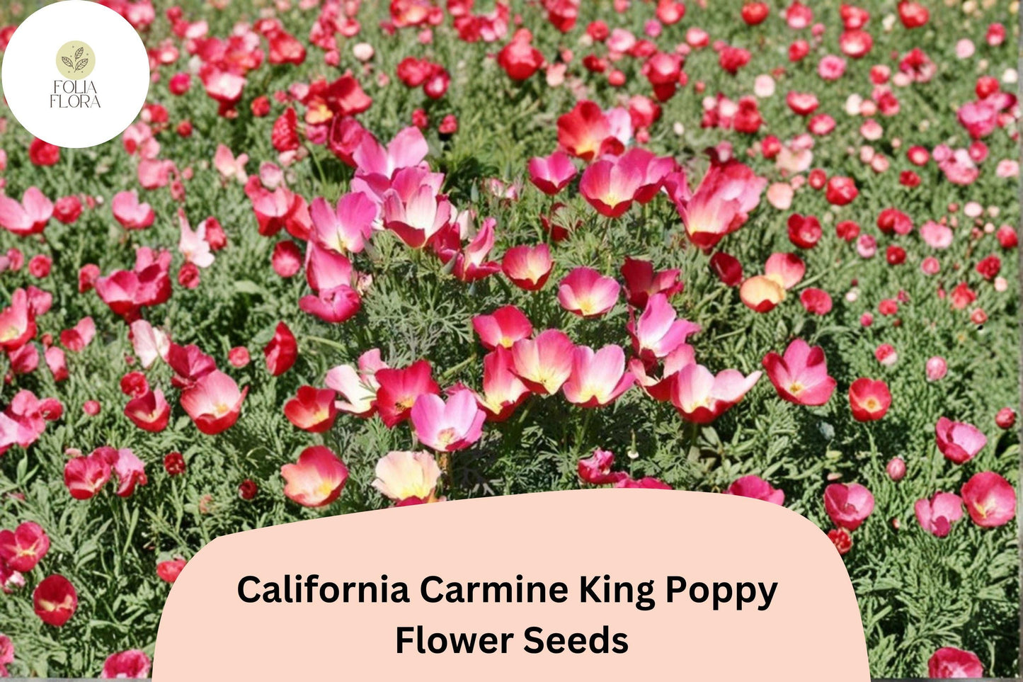 200+ California Carmine King Poppy Seeds | Eschscholzia californica | Bright Red-Pink Blooms | Easy Wildflower Seeds