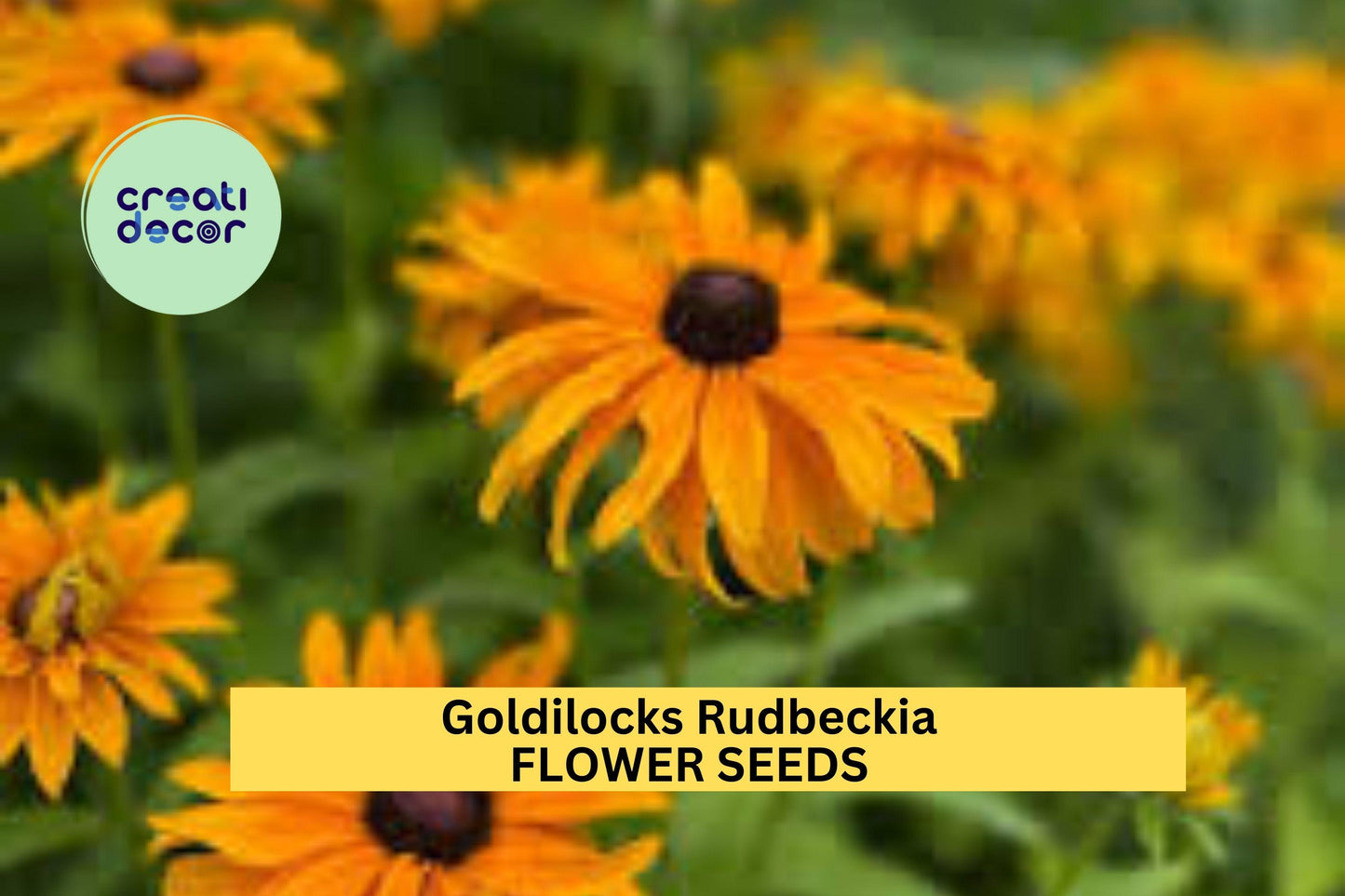 200+ Goldilocks Rudbeckia Seeds – Golden-Orange Double Blooms for Garden Planting, Pollinator-Friendly Annuals – USA