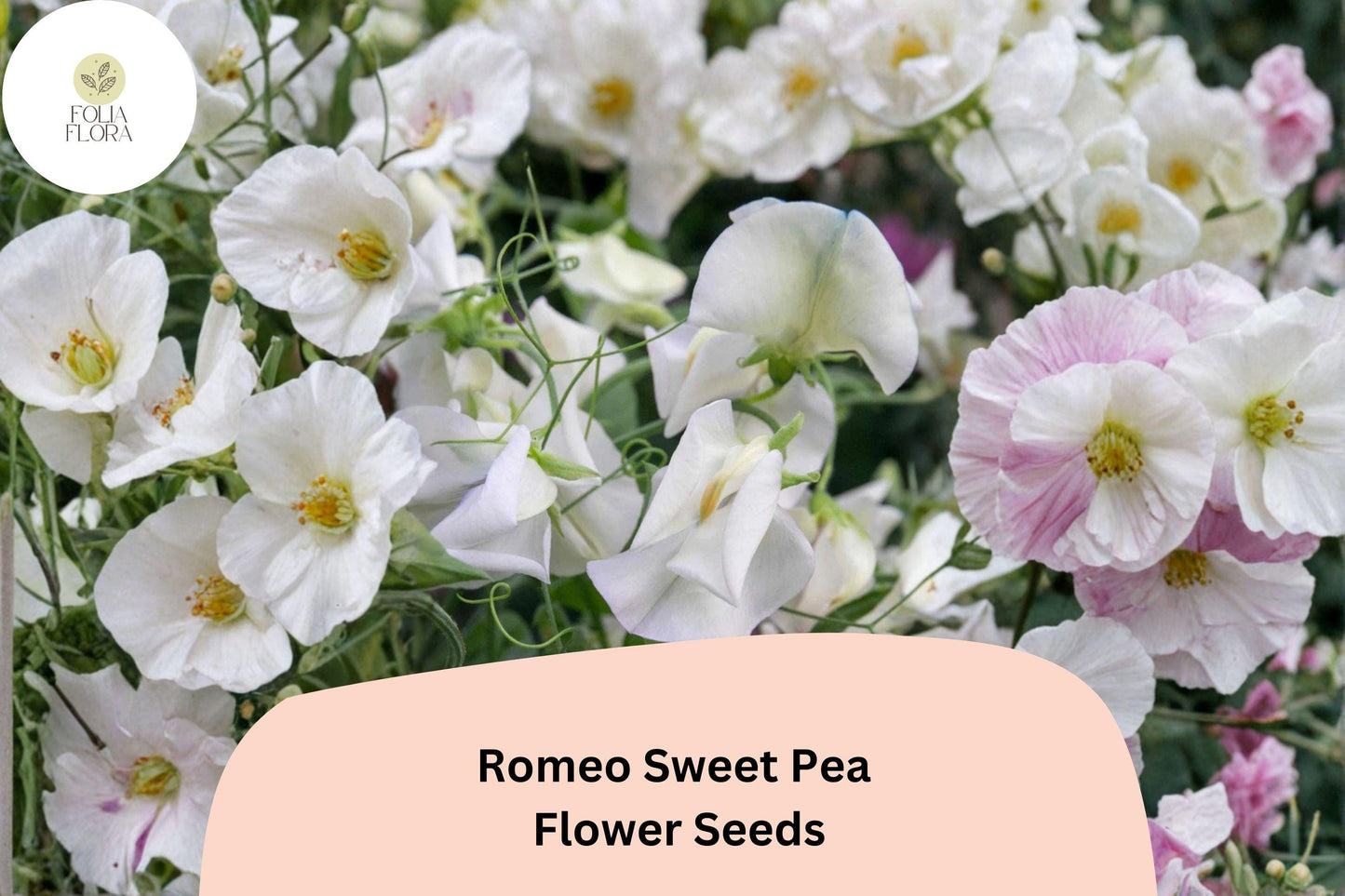 Romeo Sweet Pea Seeds | Lathyrus odoratus White Blooms Garden Planting (50+ Seeds)