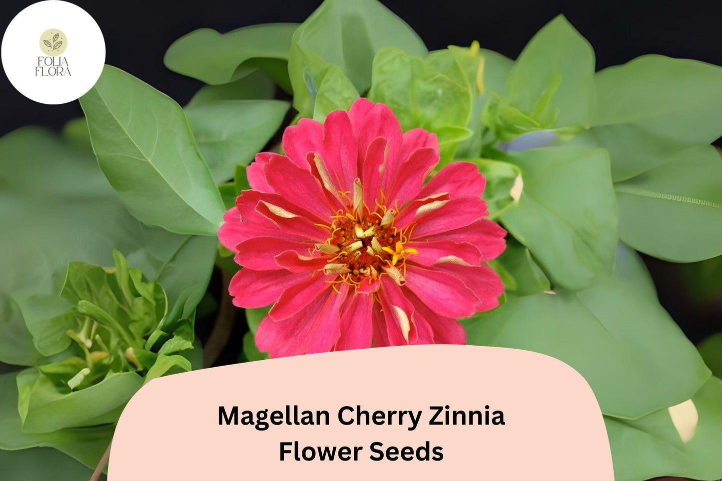 100+ Magellan Cherry Zinnia Seeds | Vibrant Pink Cherry Blooms | Compact Garden Annual Flowers, Easy Grow, Cut Flower Variety