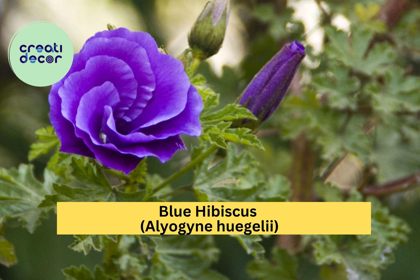 Blue Hibiscus (Alyogyne huegelii) – Live Well-Rooted Starter Plant – Evergreen Shrub with Violet-Blue Blooms