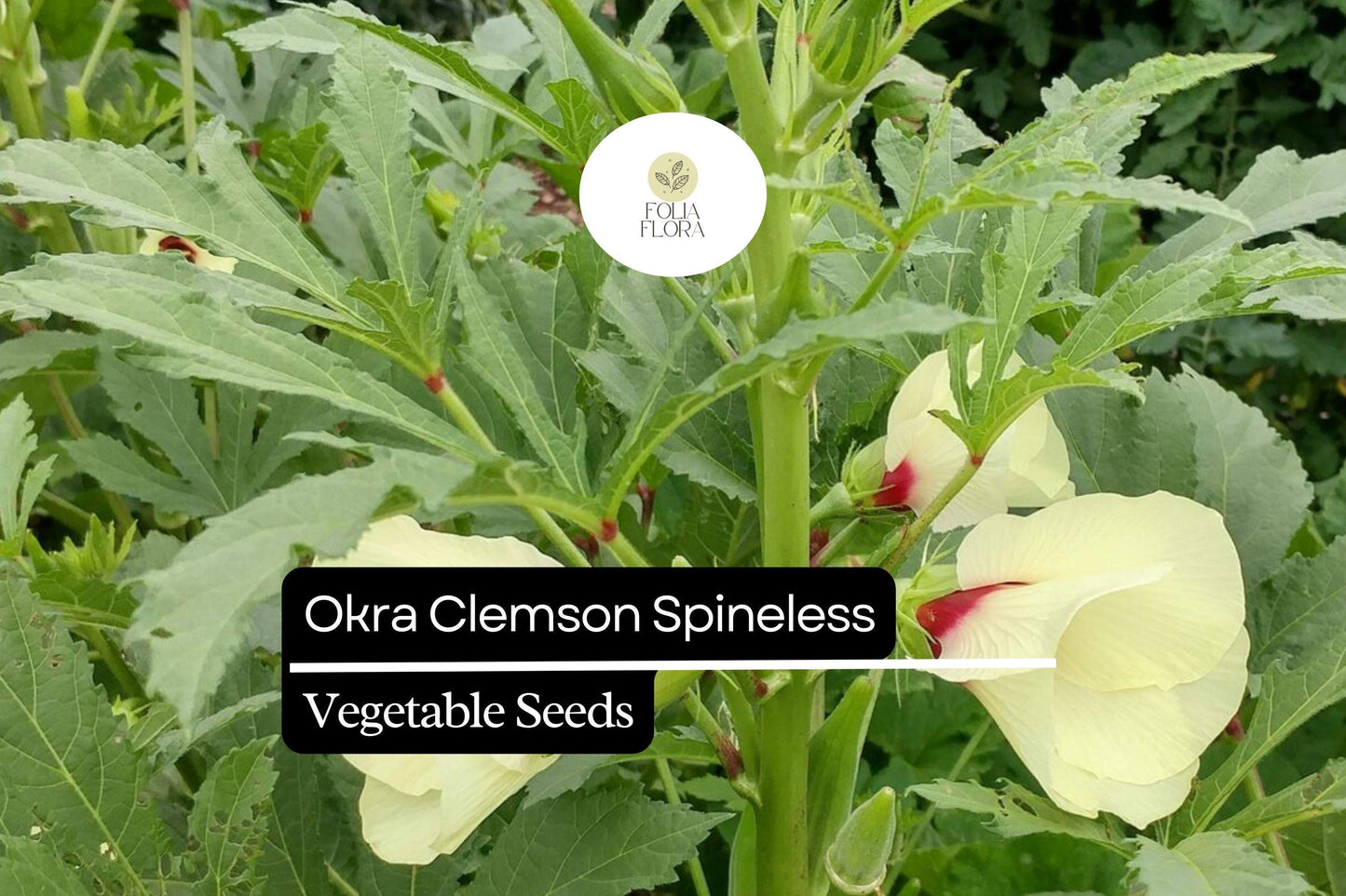 5g Okra Clemson Spineless Seeds Abelmoschus esculentus | Heirloom, Non-GMO, High Yield, Heat Tolerant, Tender Pods, Easy to Grow