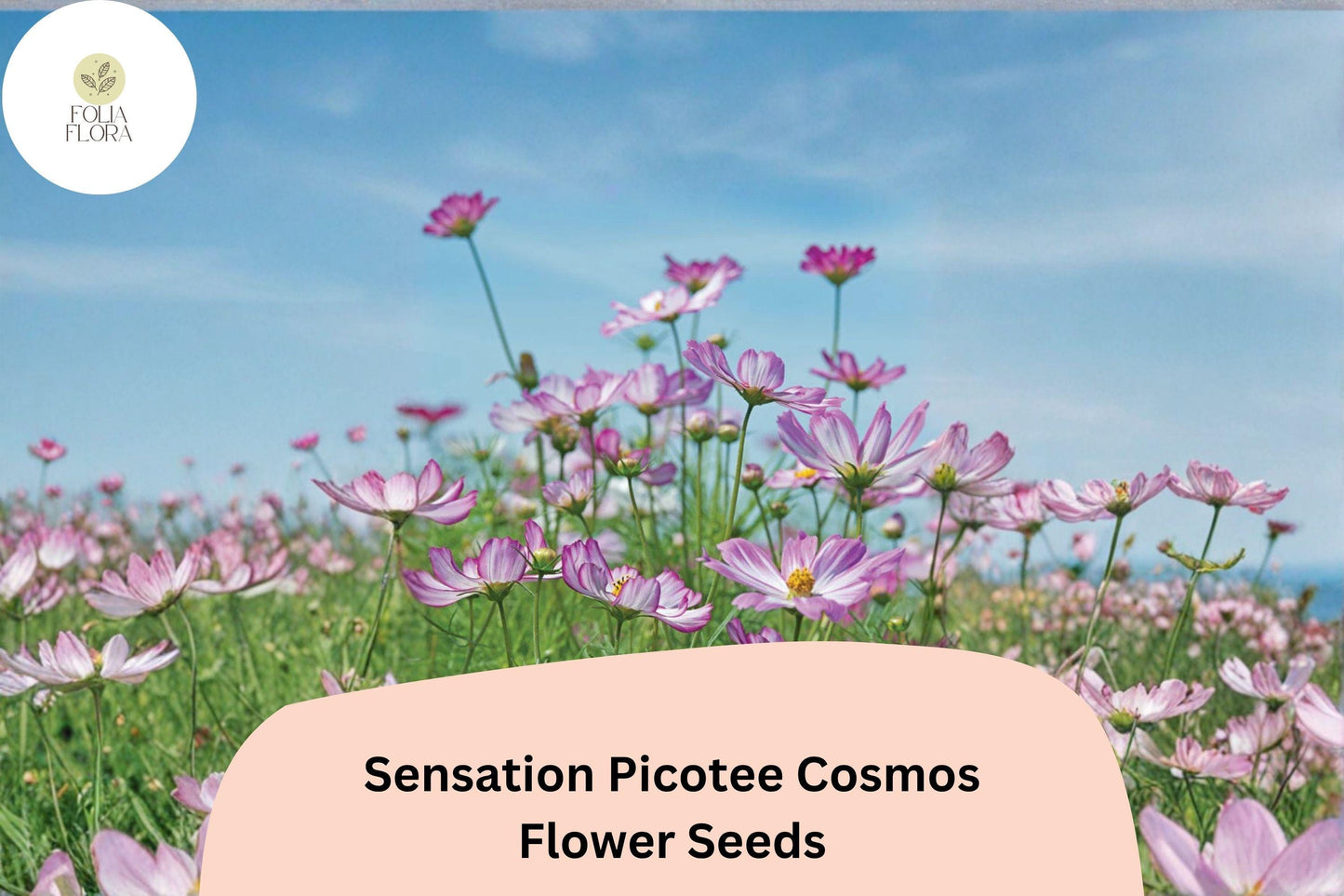 200+ Sensation Picotee Cosmos Seeds | Cosmos bipinnatus White Flowers with Pink Edges | Annual Garden Flower Seeds