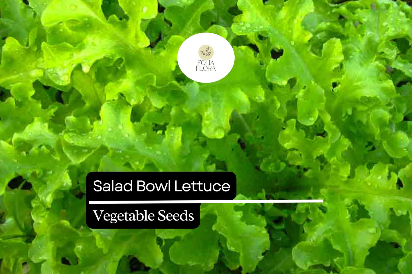 1000 Salad Bowl Lettuce Seeds – Lactuca sativa – Heirloom, Tender & Mild, Heat-Tolerant
