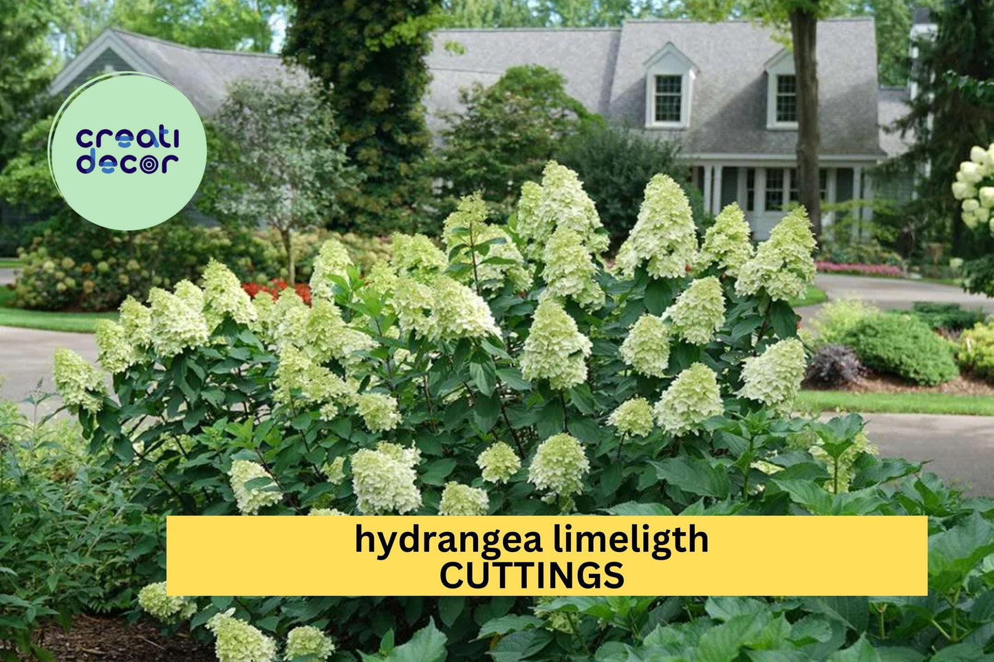 6 Rooted Limelight Hydrangea Cuttings | 6–10" Starter Plants | Hydrangea Paniculata | Lush Blooming Shrub | Guaranteed Quality