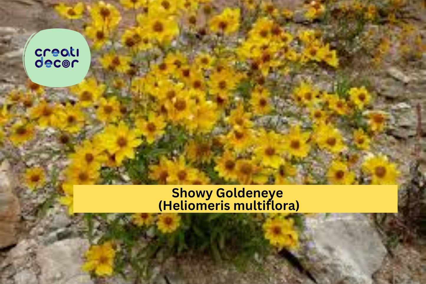 Showy Goldeneye Seeds (Heliomeris multiflora) – 100 Native Wildflower Seeds | Bright Yellow Blooms | Drought-Tolerant | Pollinator Friendly