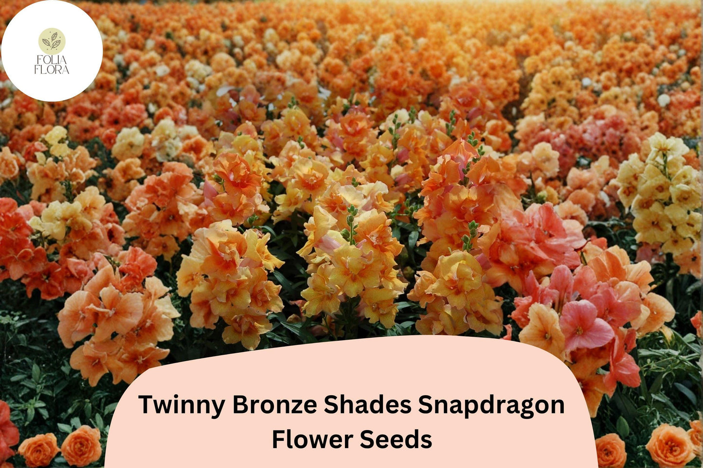 1000+ Twinny Bronze Shades Snapdragon Seeds | Antirrhinum majus | Double Bloom Mix in Bronze & Peach Tones