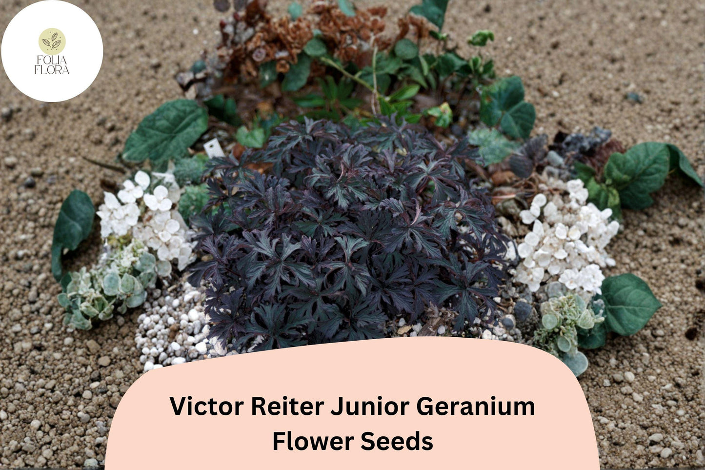 25+ Victor Reiter Junior Geranium Seeds | Hardy Perennial Cranesbill | Green Blooms for Garden Borders and Beds