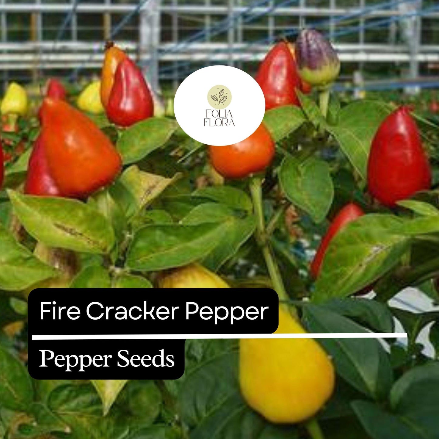 20 Firecracker Pepper Seeds – Extra Spicy, Heirloom, Non-GMO, High Yield, Easy to Grow