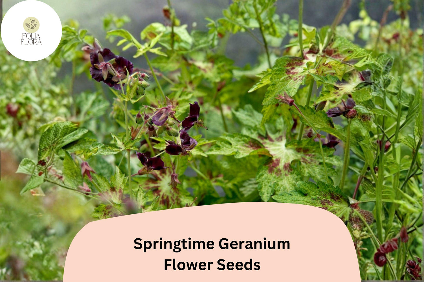 25+ Springtime Geranium Seeds | Hardy Perennial Cranesbill | Colorful Garden Flowers for Borders, Beds & Pollinator Gardens