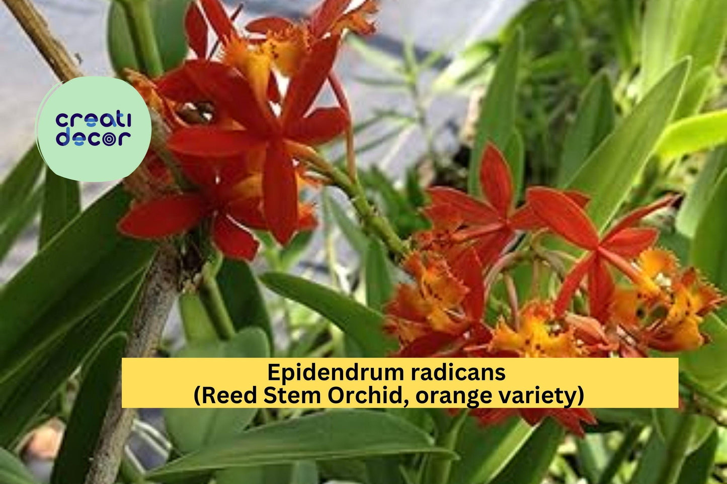 Epidendrum radicans Reed Stem Orchid | Bare Root Orange Orchid Species Starter Plant | Hardy Outdoor & Indoor Blooms