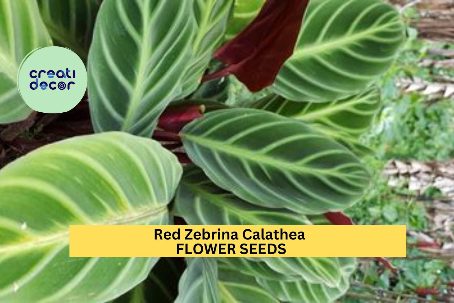 25+ Red Zebrina Calathea Seeds – Striking Foliage Plant for Garden or Indoor Growing, Tropical Leaves with Red-Purple Underside – USA