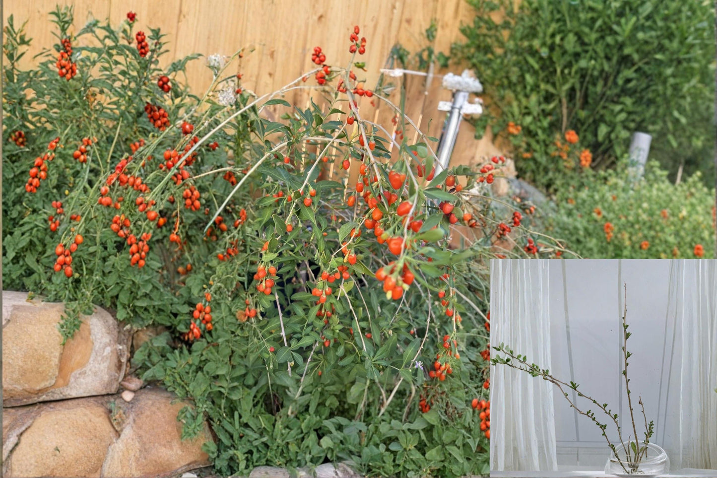 Goji Berry 3 Live Plants Bare Root and 3 Cuttings (Lycium barbarum)