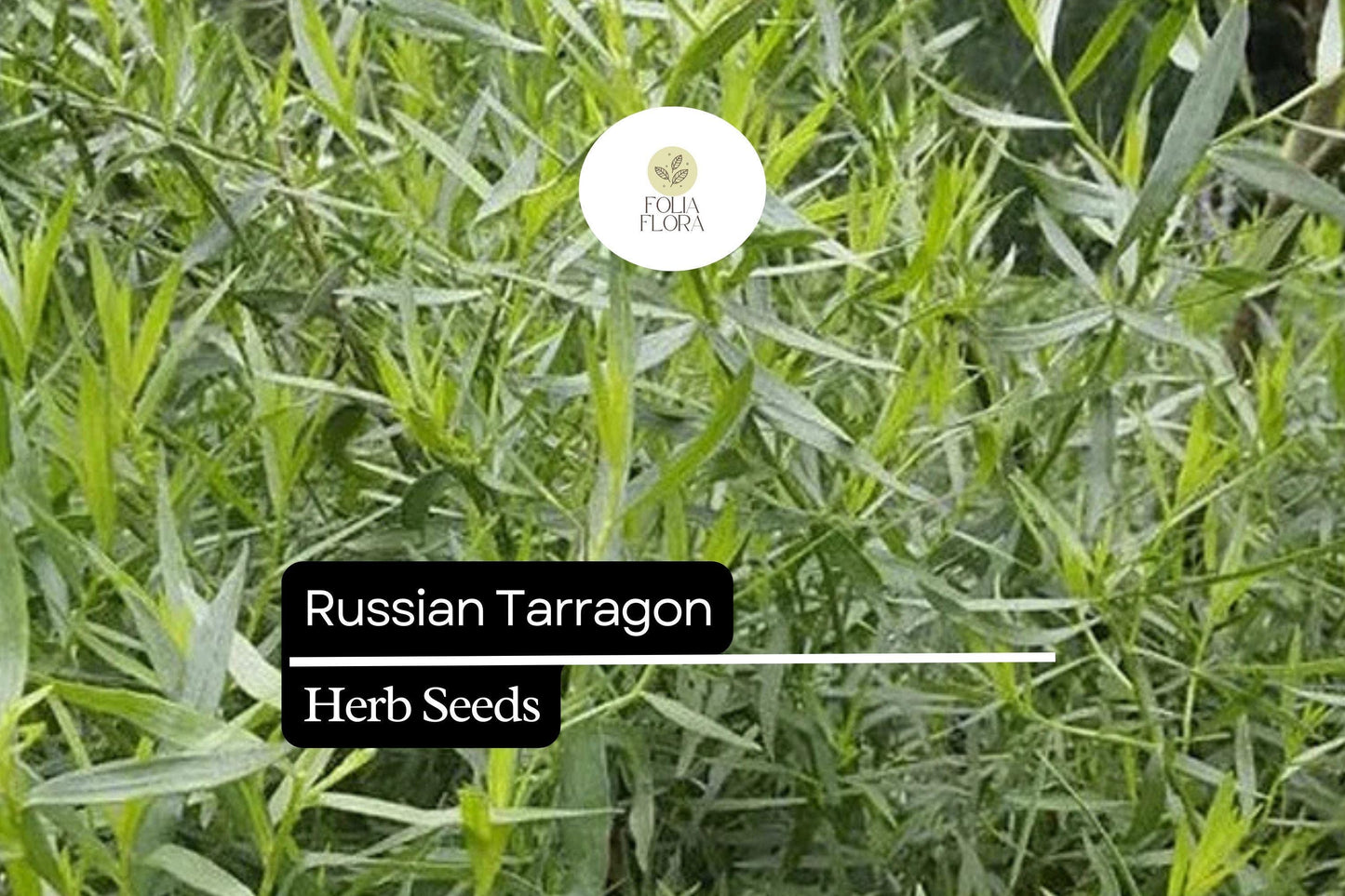 1500 Seeds Russian Tarragon (Artemisia dracunculoides) – Hardy Culinary Herb for Flavorful Dishes