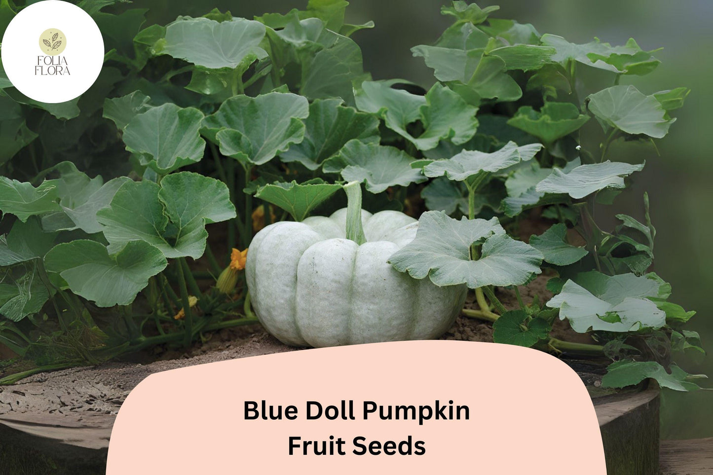 25+ Blue Doll Pumpkin Seeds | Cucurbita maxima | Unique Blue Heirloom Pumpkin for Garden Planting & Fall Displays