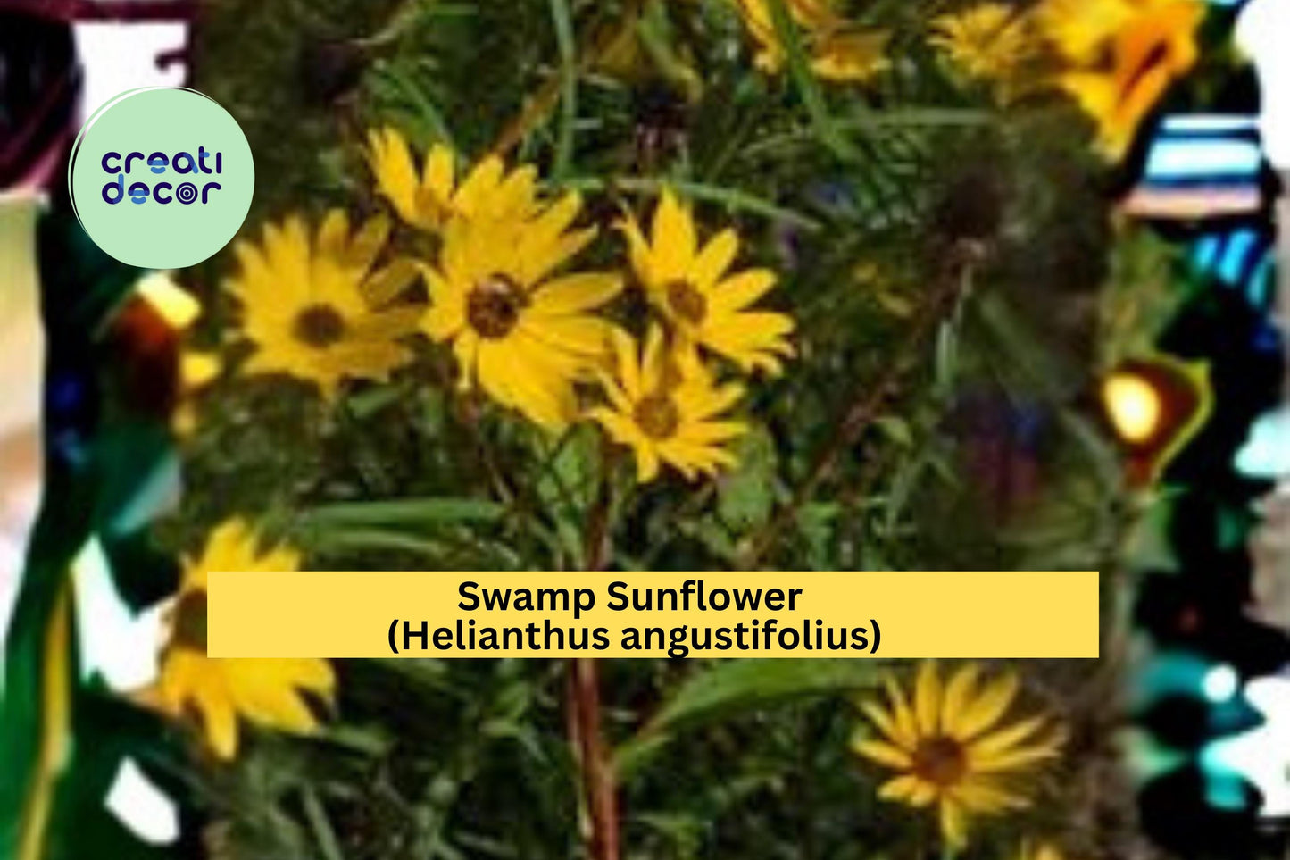 Swamp Sunflower Seeds Helianthus angustifolius 100 Count Tall Yellow Native Wildflower Garden Plant