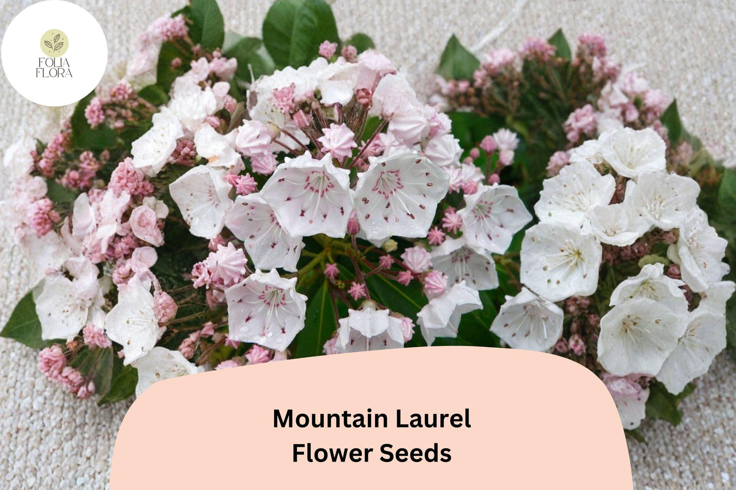 Mountain Laurel Seeds – 100 Kalmia latifolia | Native Evergreen Shrub
