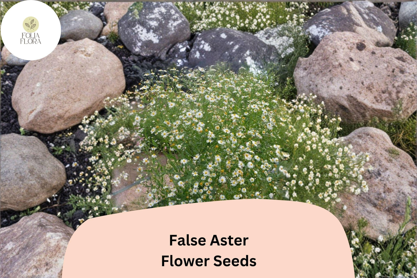 500 False Aster Seeds | Boltonia asteroides | Native White Wildflower